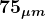 \large\boldsymbol{75_{\mu m}}